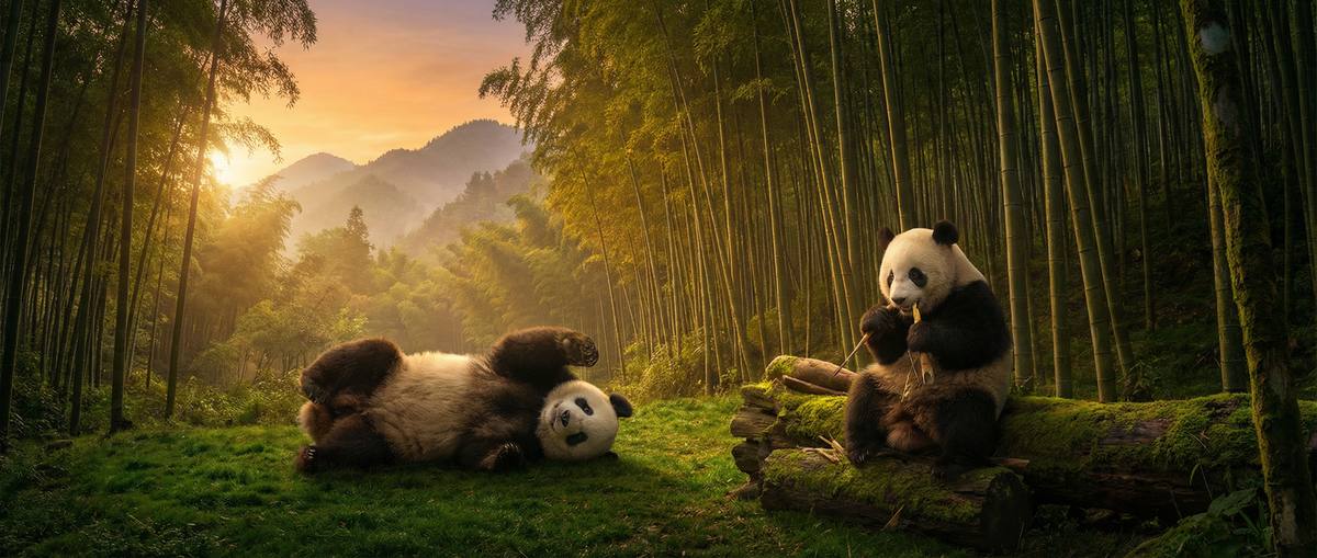 网红动物写真视频社区